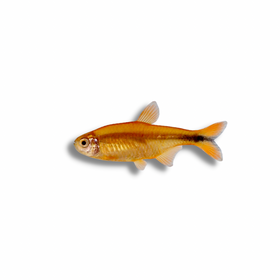 Silvertip Tetra