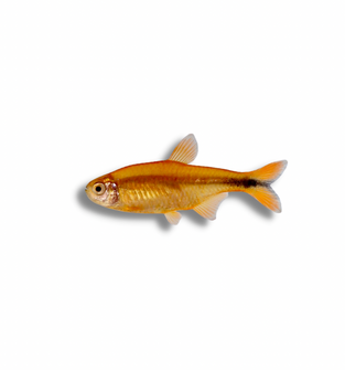 Silvertip Tetra