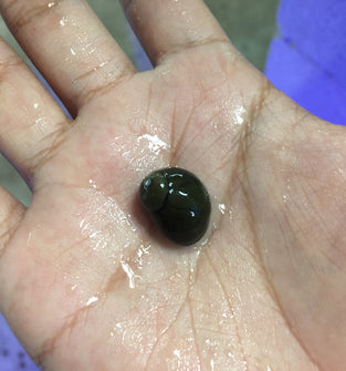 Olive Nerite Snails