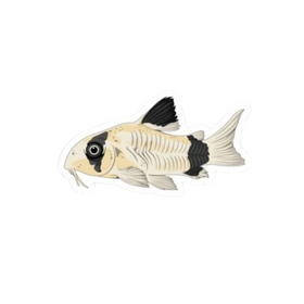 Panda Cory Catfish Sticker