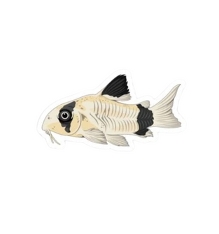 Panda Cory Catfish Sticker
