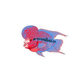Flowerhorn Sticker