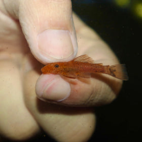 Super Red Bushynose Pleco