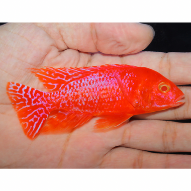 Wuddy Strawberry Albino 4” Male