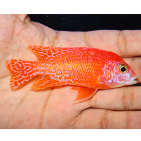 Uncle Wuddy Pink Dragon 4” Male