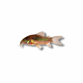 Red Venezuelan Cory Catfish