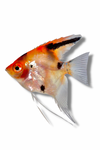 Super Red Koi Angelfish