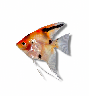 Super Red Koi Angelfish