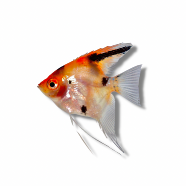 Super Red Koi Angelfish