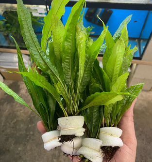 Java Fern