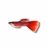 Red Guppy