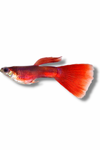 Red Guppy