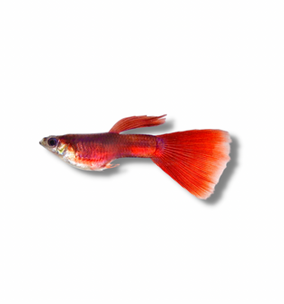 Red Guppy