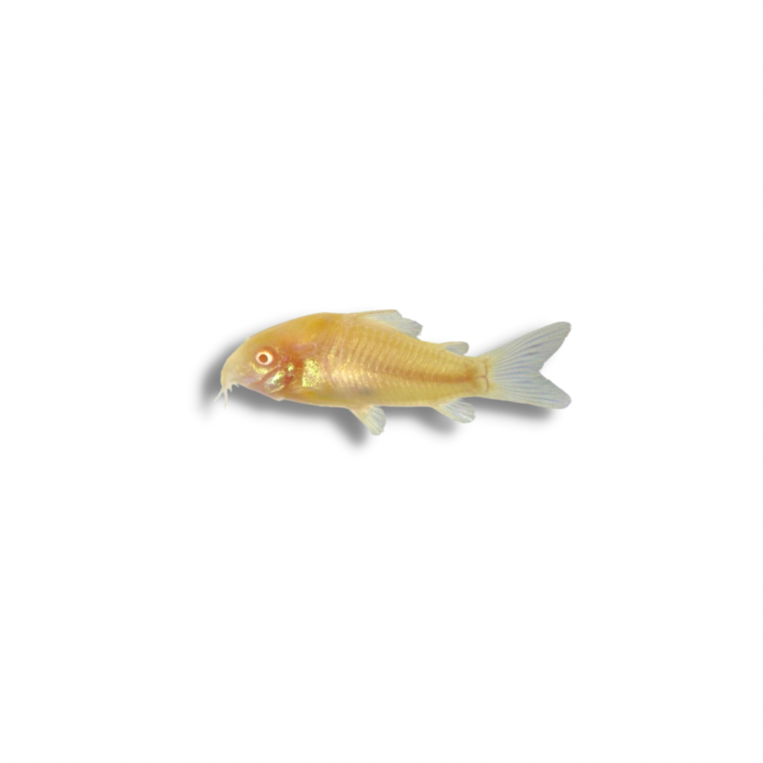 Albino best sale cory care