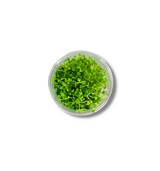 Hydrocotyle Tripartita - Tissue Culture