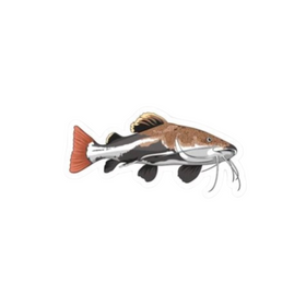 Redtail Catfish Sticker