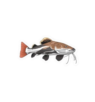 Redtail Catfish Sticker
