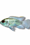 Electric Blue Acara