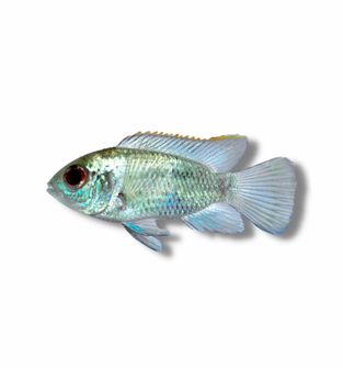 Electric Blue Acara