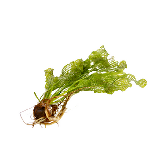 Madagascar Lace Plant