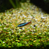 Neon Tetra