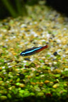 Neon Tetra