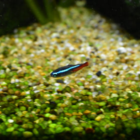 Neon Tetra