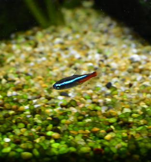 Neon Tetra
