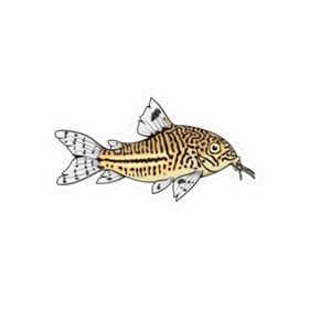 Julii Cory Catfish Sticker
