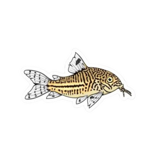 Julii Cory Catfish Sticker