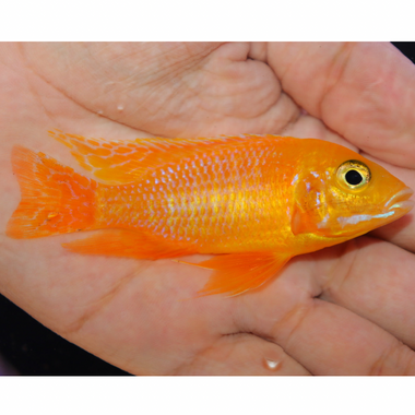 Uncle Wuddy Golden Dragon 4” Male