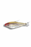 Rummynose Tetra