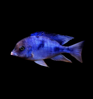 Hap Moori "Blue Dolphin"