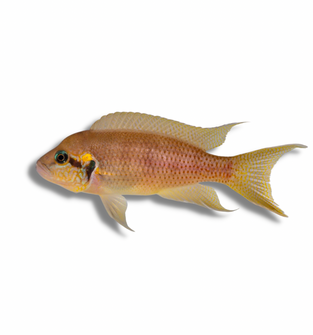 Neolamprologus Brichardi