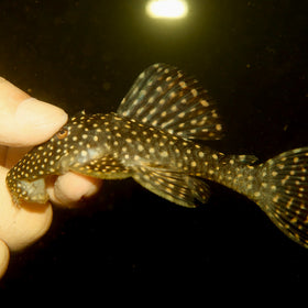 L240 Vampire Pleco (Galaxy Pleco)