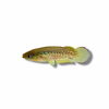 Playfair Killifish