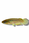 Playfair Killifish