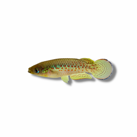 Playfair Killifish