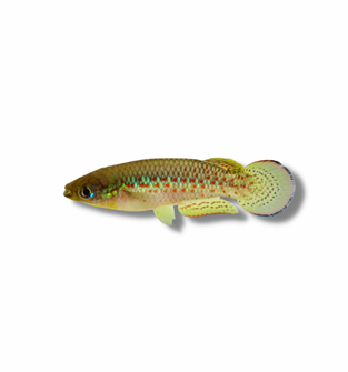 Playfair Killifish