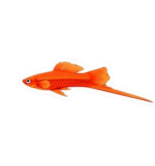Red Swordtail Sticker