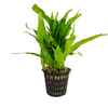 Java Fern Mother Pot - Mother Pot