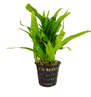 Java Fern Mother Pot - Mother Pot