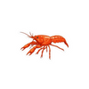 Dwarf Crayfish Sticker
