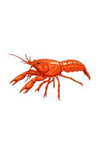 Dwarf Crayfish Sticker