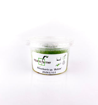 Japanese Dwarf Hair Grass “Belem” - Tissue Culture