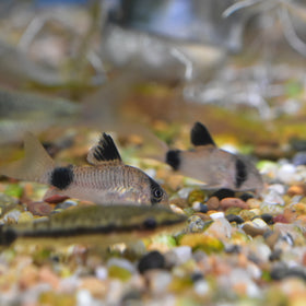 Panda Cory Catfish