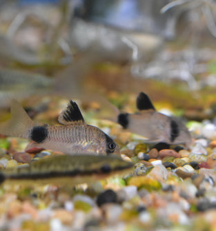 Panda Cory Catfish