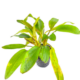 Red Rubin - Mother Pot