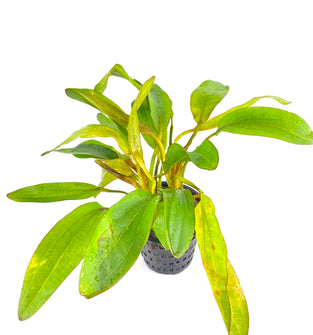 Red Rubin - Mother Pot