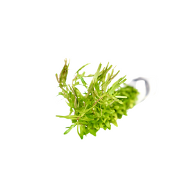 Rotala Nanjenshan